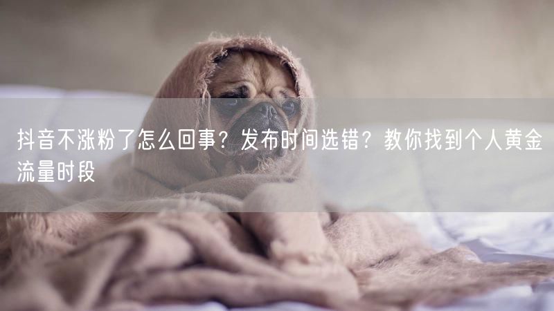 抖音不涨粉了怎么回事？发布时间选错？教你找到个人黄金流量时段