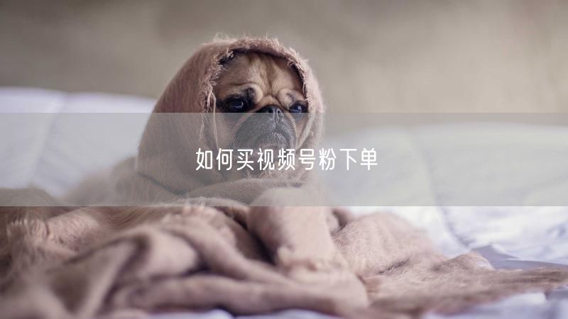 如何买视频号粉下单