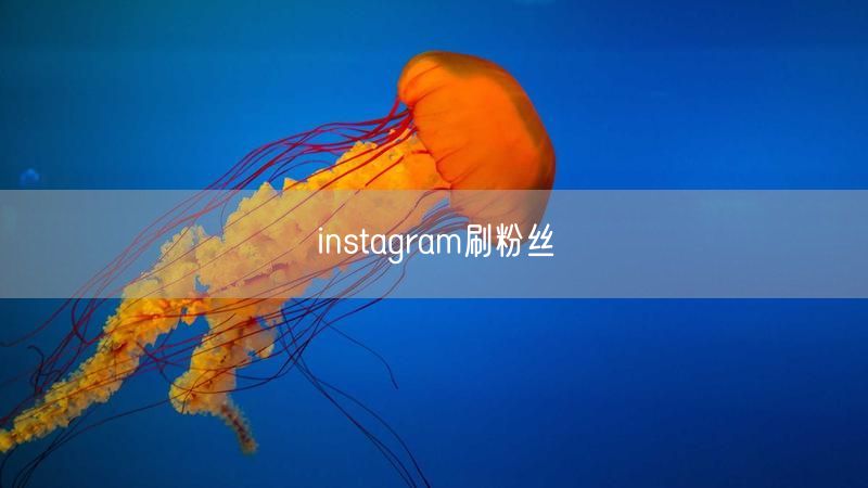 instagram刷粉丝