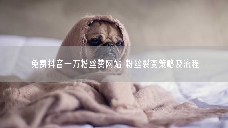 免费抖音一万粉丝赞网站 粉丝裂变策略及流程