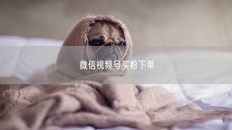 微信视频号买粉下单