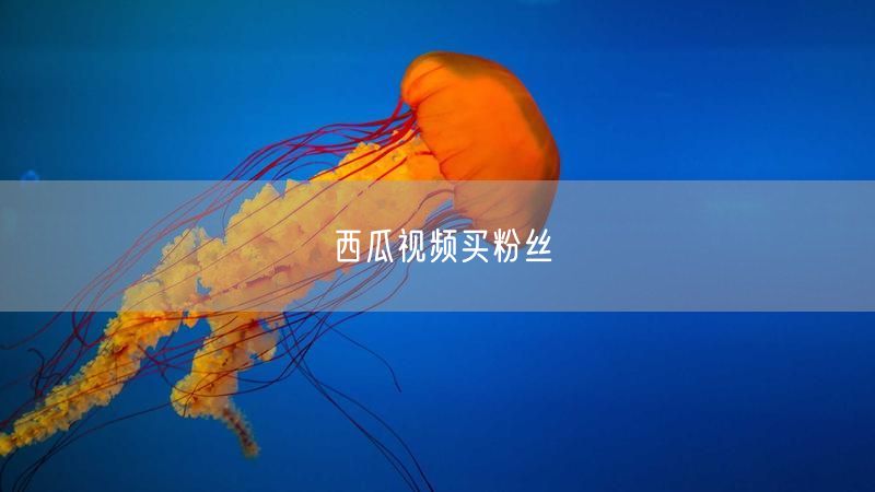 西瓜视频买粉丝