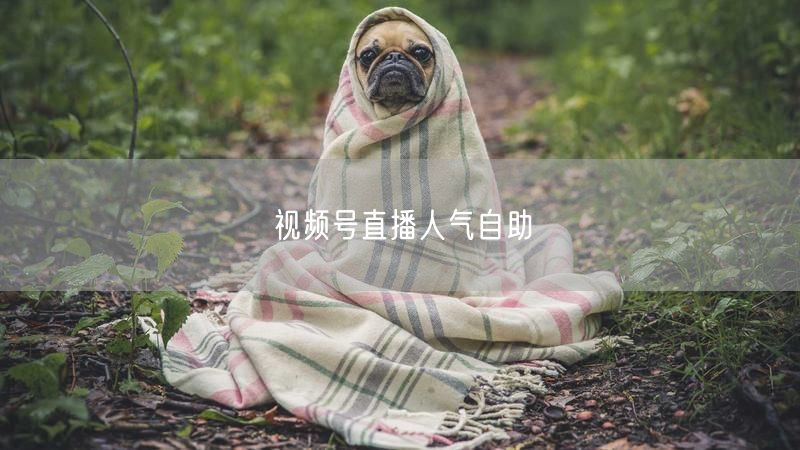 视频号直播人气自助