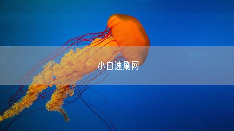 小白速刷网