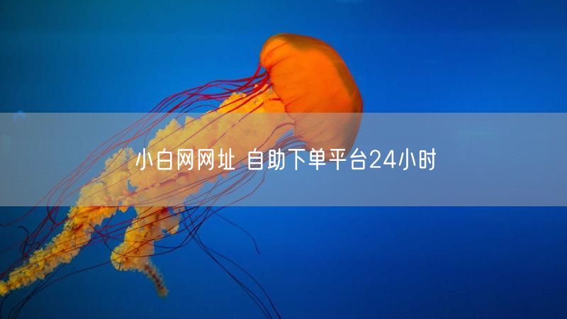 小白网网址 自助下单平台24小时