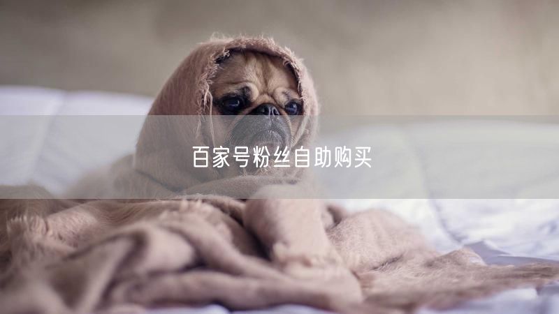 百家号粉丝自助购买
